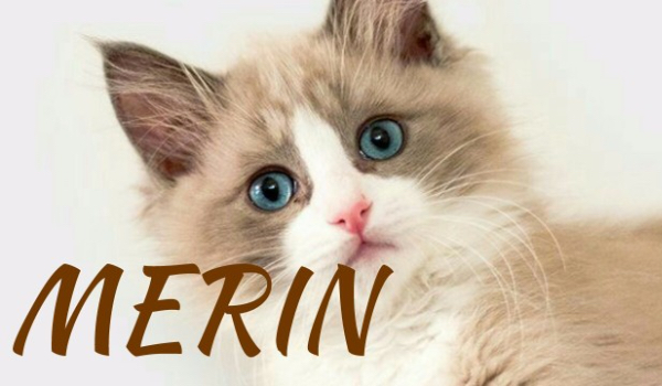 Merin #2