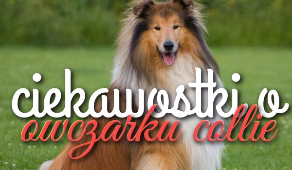 Ciekawostki o owczarku collie