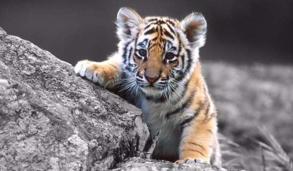 Na konkurs… @Erima