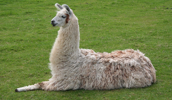 Czy jesteś prawdziwym Illaminatą?