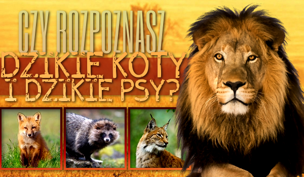 Czy rozpoznasz dzikie koty i dzikie psy?
