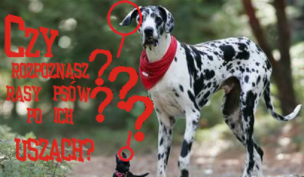 Czy rozpoznasz rasy psów po ich uszach?