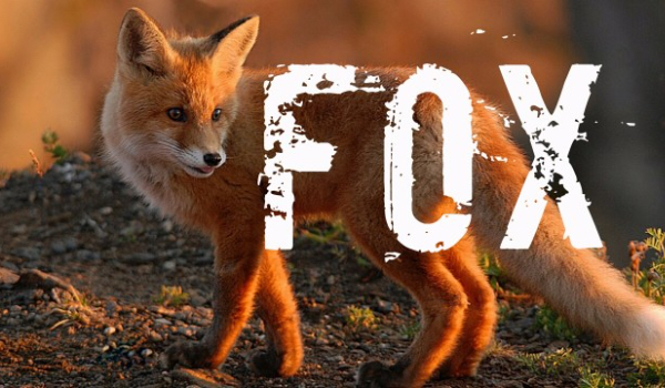 Fox #3