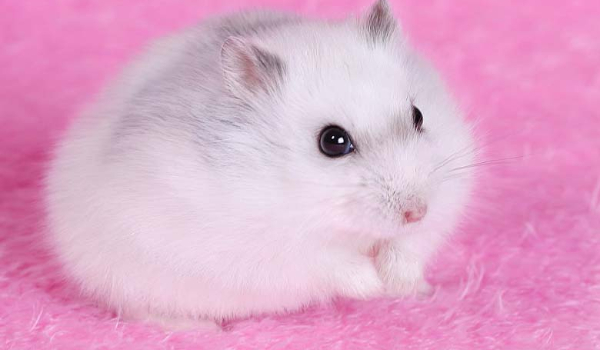 Obrazek dla  @hermionka_123.