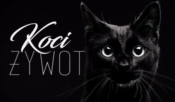 Koci żywot-Rozdział IV