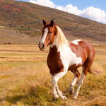 West_Horse