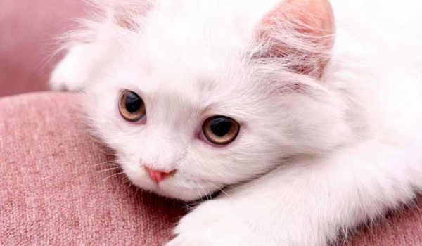 Na konkurs lwikotel789.