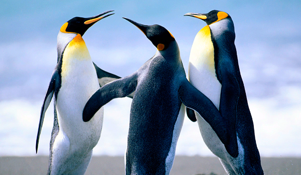 Jak dobrze znasz pingwiny ?