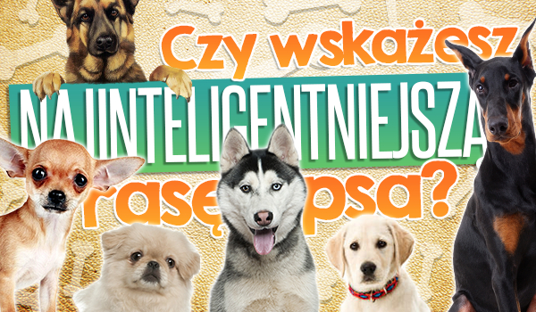 Czy uda Ci się wskazać najinteligentniejszą rasę psa?
