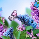 AniaZielonegoWzgorza