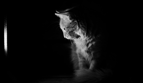 Miniaturka dla Leafeon