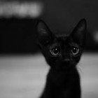 Black.Cat