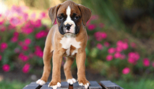 jakiego psa masz charakter?