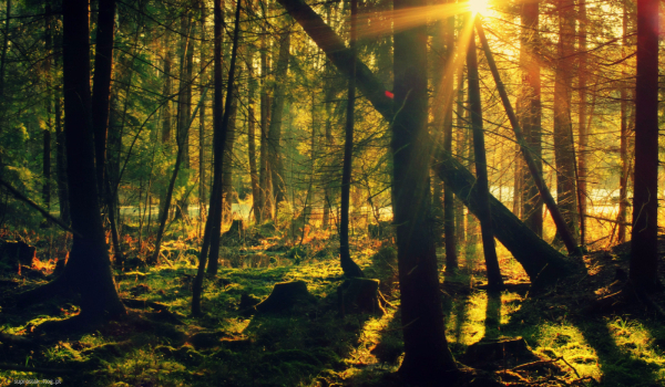 Czy przetrwałbyś w dziczy ?!