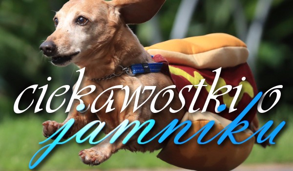 Ciekawostki o Jamniku