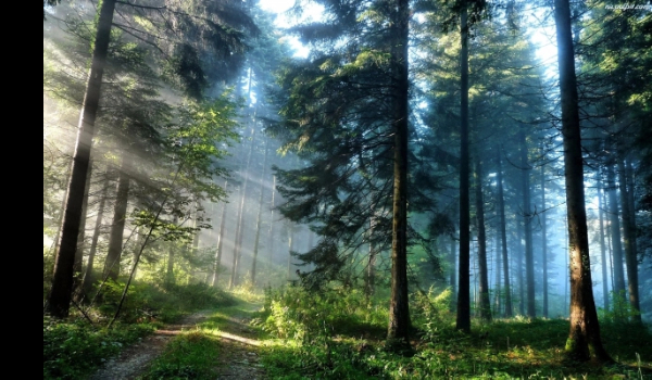 Las Morderców – Historia Z Jeffem