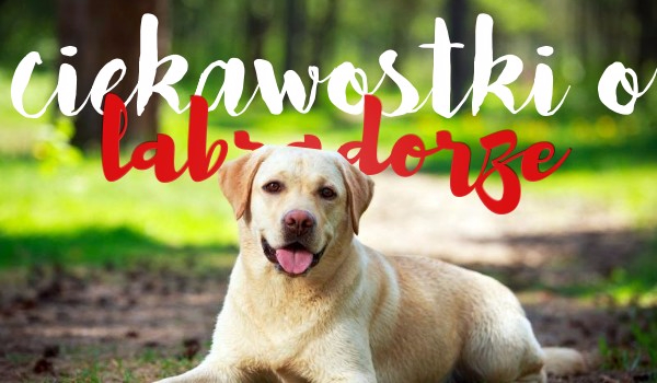 Ciekawostki o Labradorze