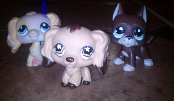 Czy rozapoznasz te rasy psów?