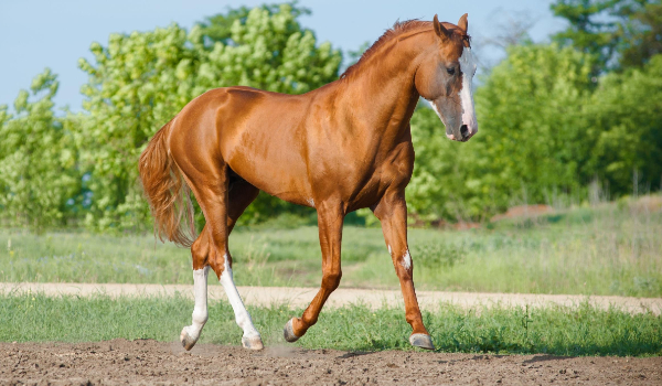 Jaka maść konia najbardziej do ciebie pasuje?