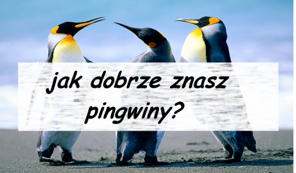 Jak dobrze znasz pingwiny?