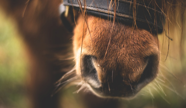 Miniaturka dla  KrolikJadwina