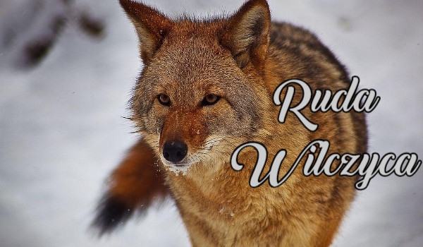 Ruda wilczyca