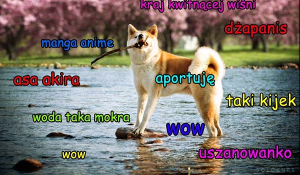 memy z piesełem odc 3