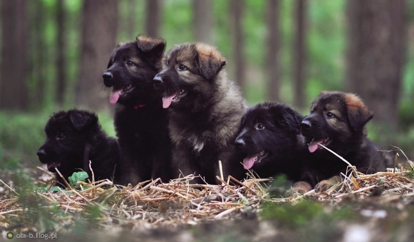 Praca na konkurs u lwikotel789 #4