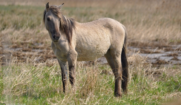 Saravia-pani galopu#2