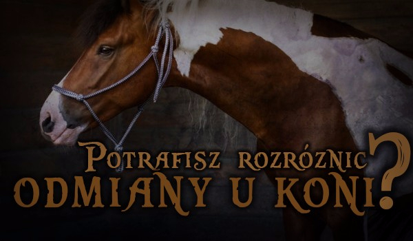 Potrafisz rozróżnić odmiany u koni?
