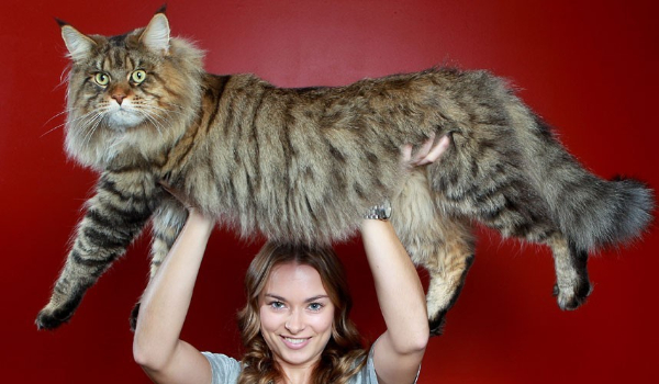 Czy uda ci się odgadnąć, który kot domowy jest największy ?