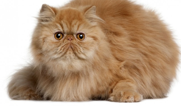 własność intelektualna – test sprawdzający