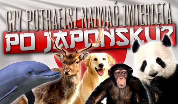 Czy potrafisz nazwać zwierzęta po japońsku?