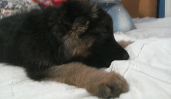 jakim psem zostaniesz ?