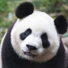 panda_09