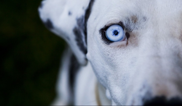 najłatwiejszy test o psach na świecie sprawdź czy zgadniesz te 10 ras psów?!