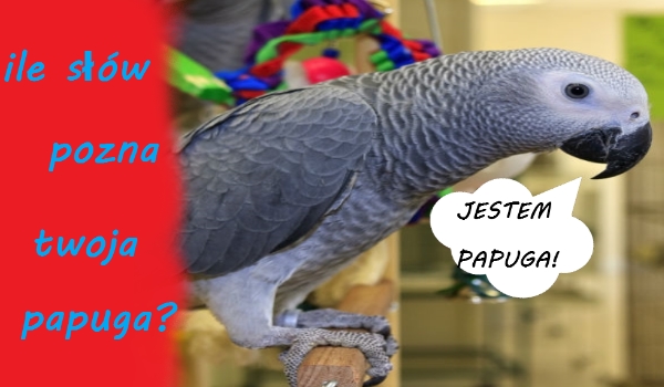 Ile słów pozna twoja papuga?