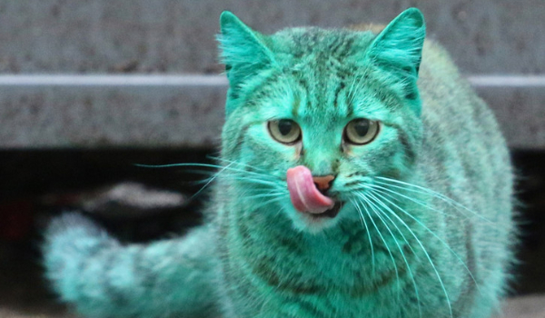 Śmieszne memy o kotach #17