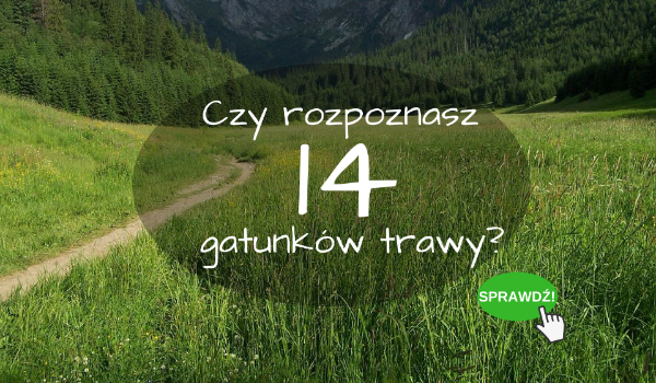 Czy rozpoznasz 14 gatunków trawy?