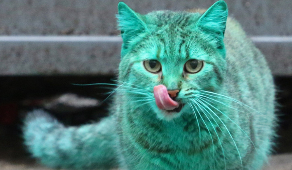 Śmieszne memy o kotach #9