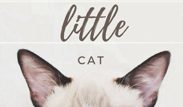 ~Little Cat~