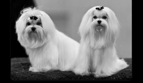 jaką rasą psa jesteś??????