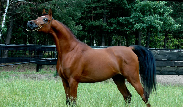 Stajnia Pod Podkową (1)