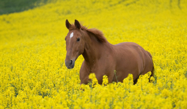 Czy znasz się na rasach koni i maści ?