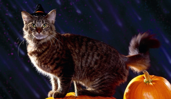 Zdaj się na los i wylosuj swój Halloweenowy obrazek!