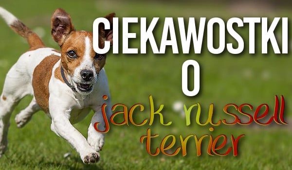 Ciekawostki o Jack Russell terrier