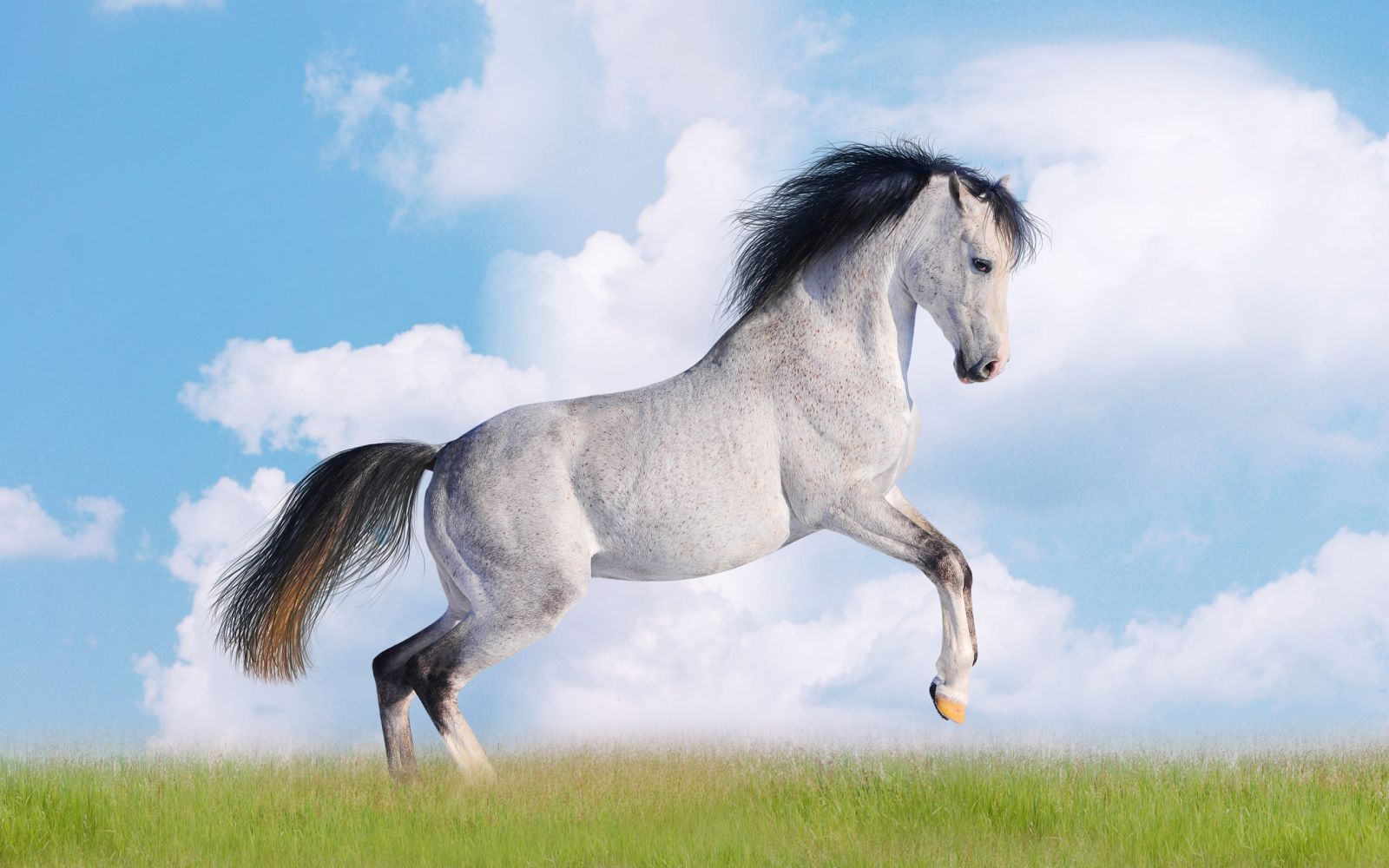 Jaka rasa konia jest dla ciebie stworzona?