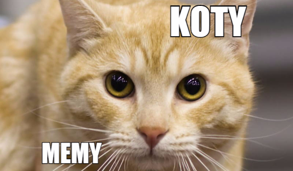 Memy:Koty #2