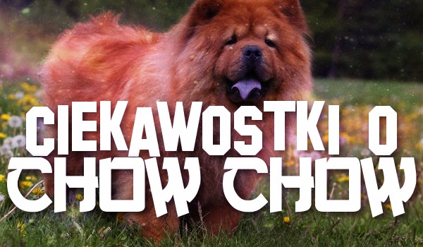 ciekawostki o chow chow