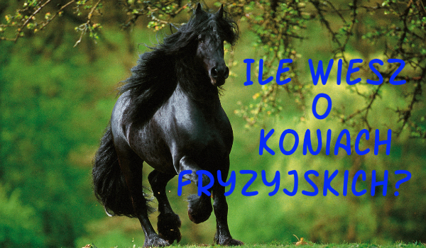 Ile wiesz o koniach Fryzyjskich?
